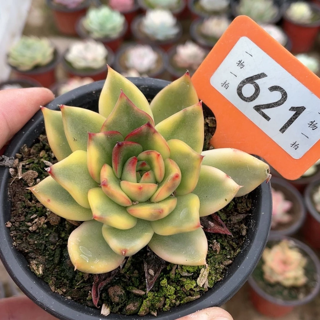 【闪购商品】劳****了621号