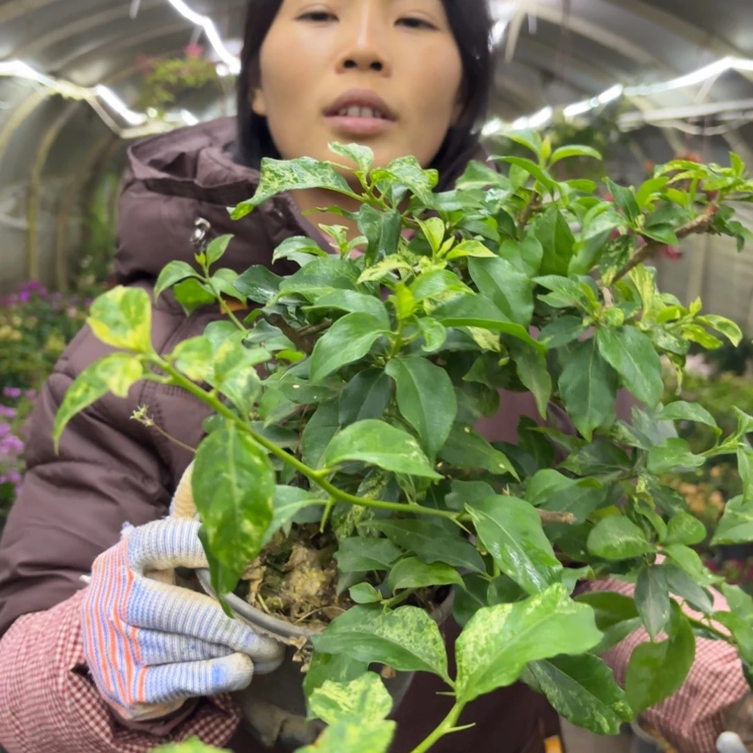 全部花苞（桃夭2）三角梅会落花落叶会光杆苗有大有小