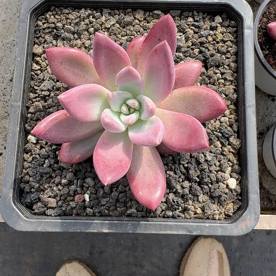 知音 单头 一物一拍