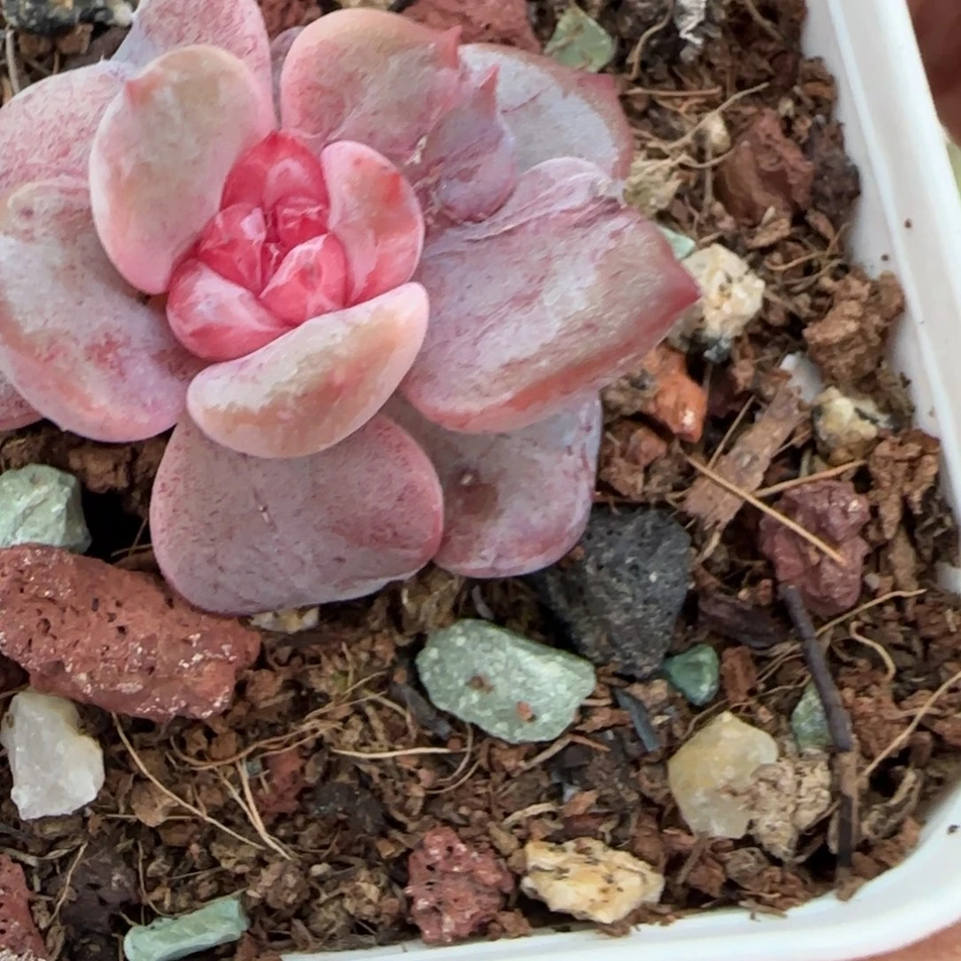 小卡拉米糖心一物一拍