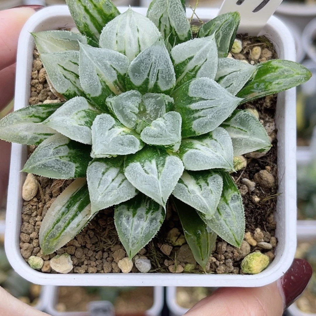 17爱心寿锦福利专场