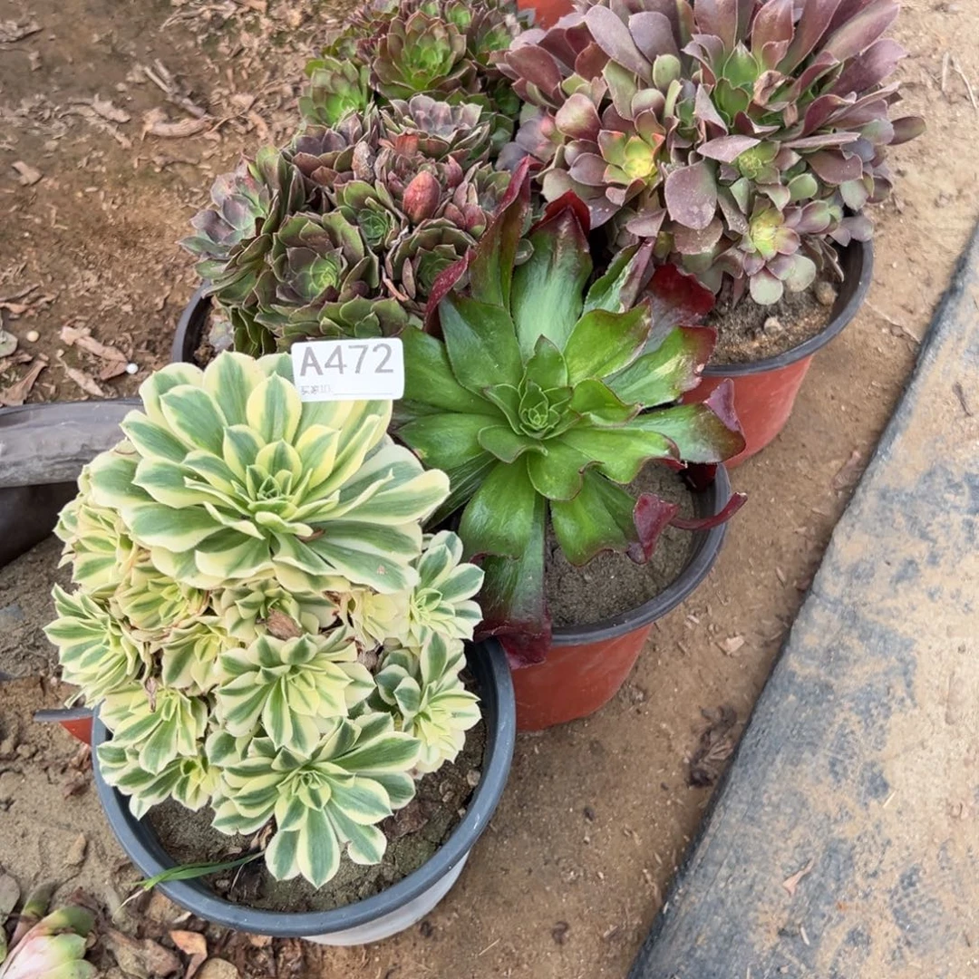 472五颗组合多肉植物法师