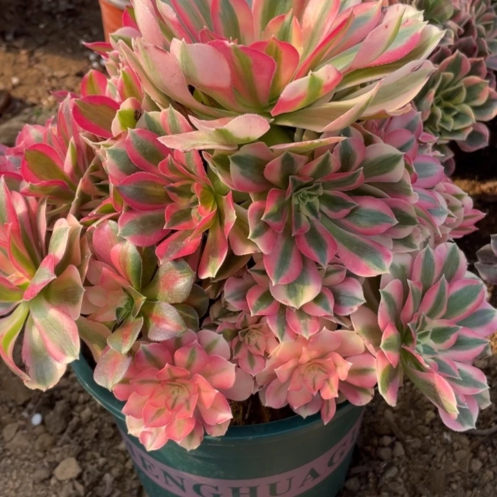 完全开放393多肉植物粉女巫