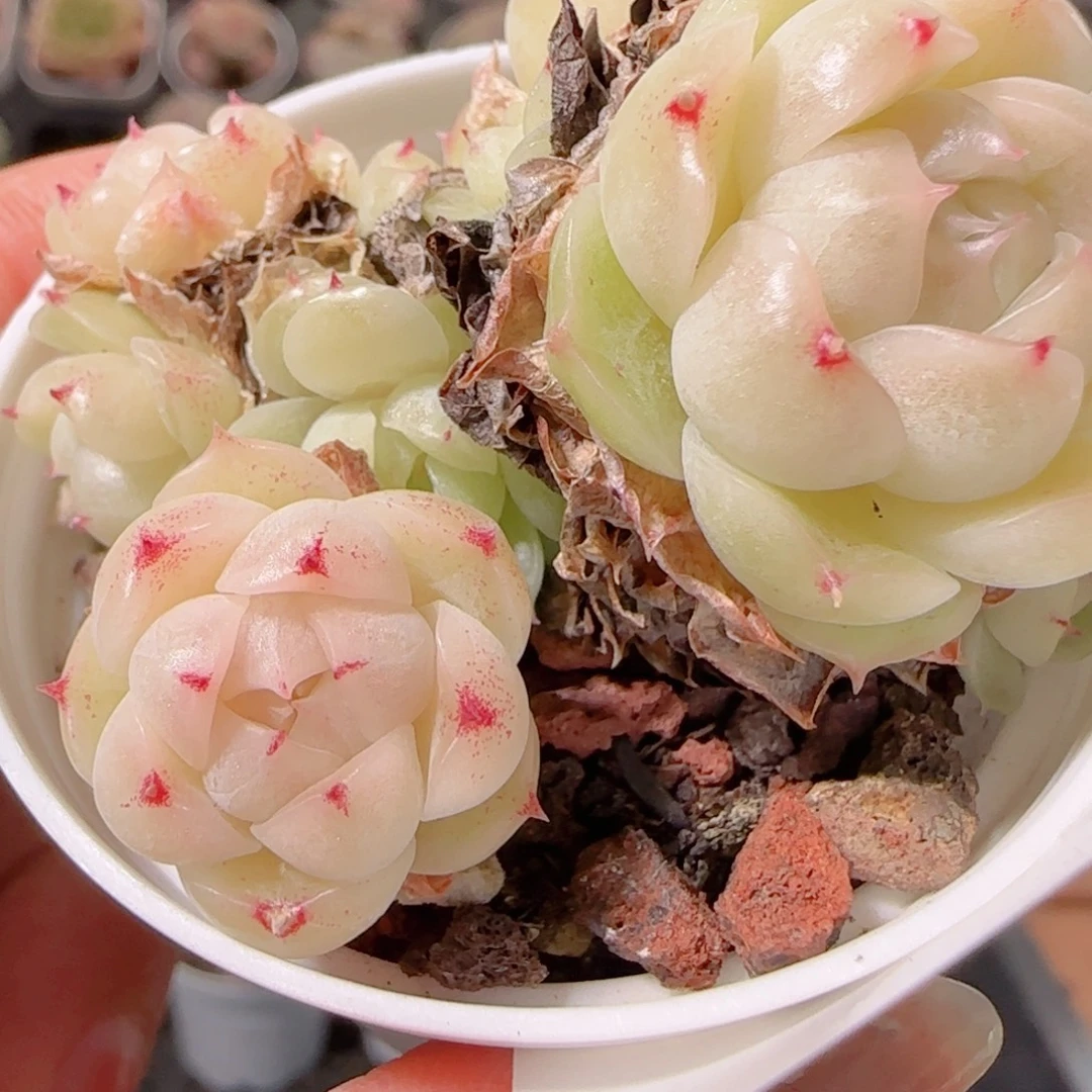 花语多肉1222-119散包子