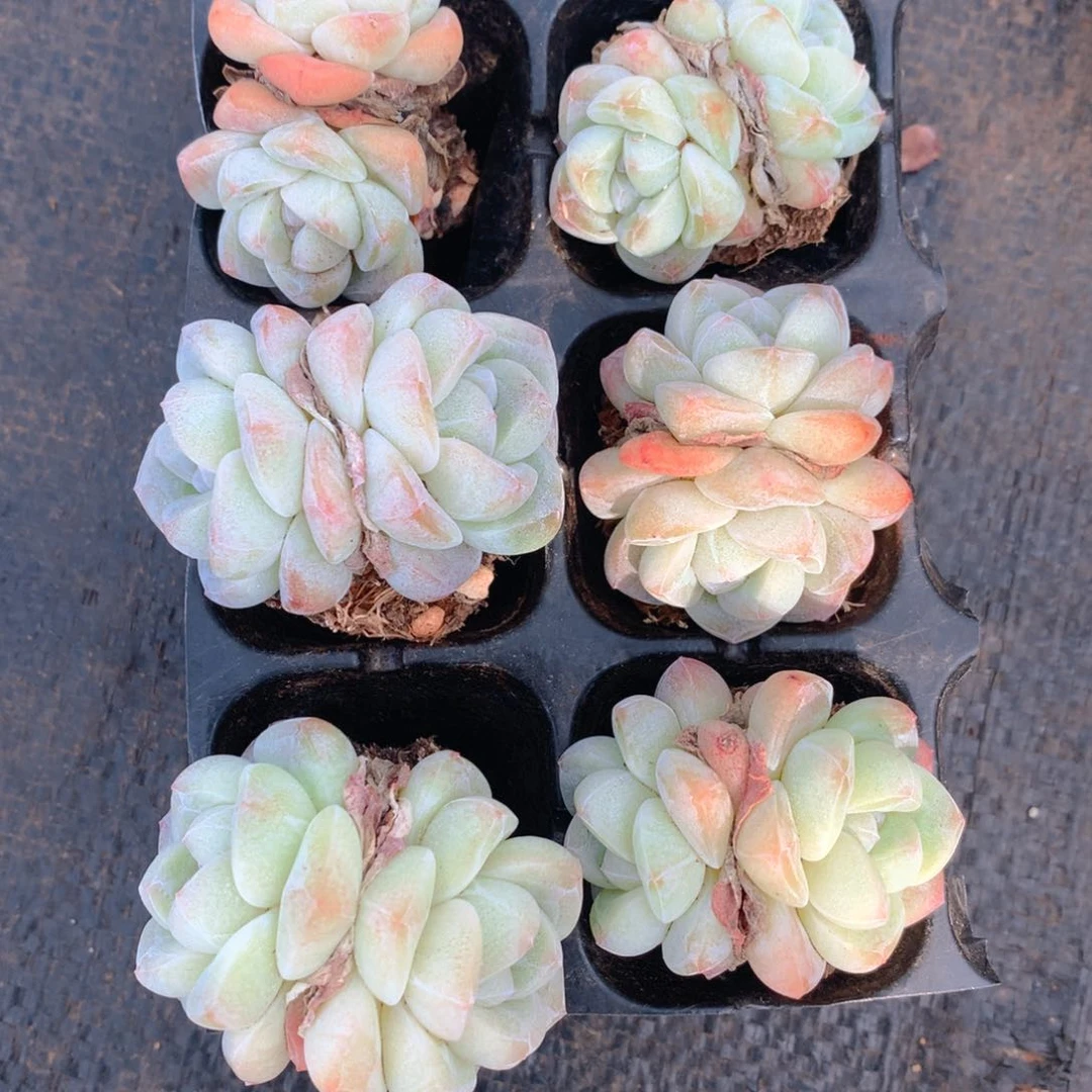 精控冰玉双头一物一拍