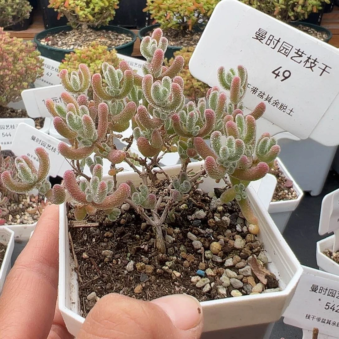 49号粉冰晶12.9多肉