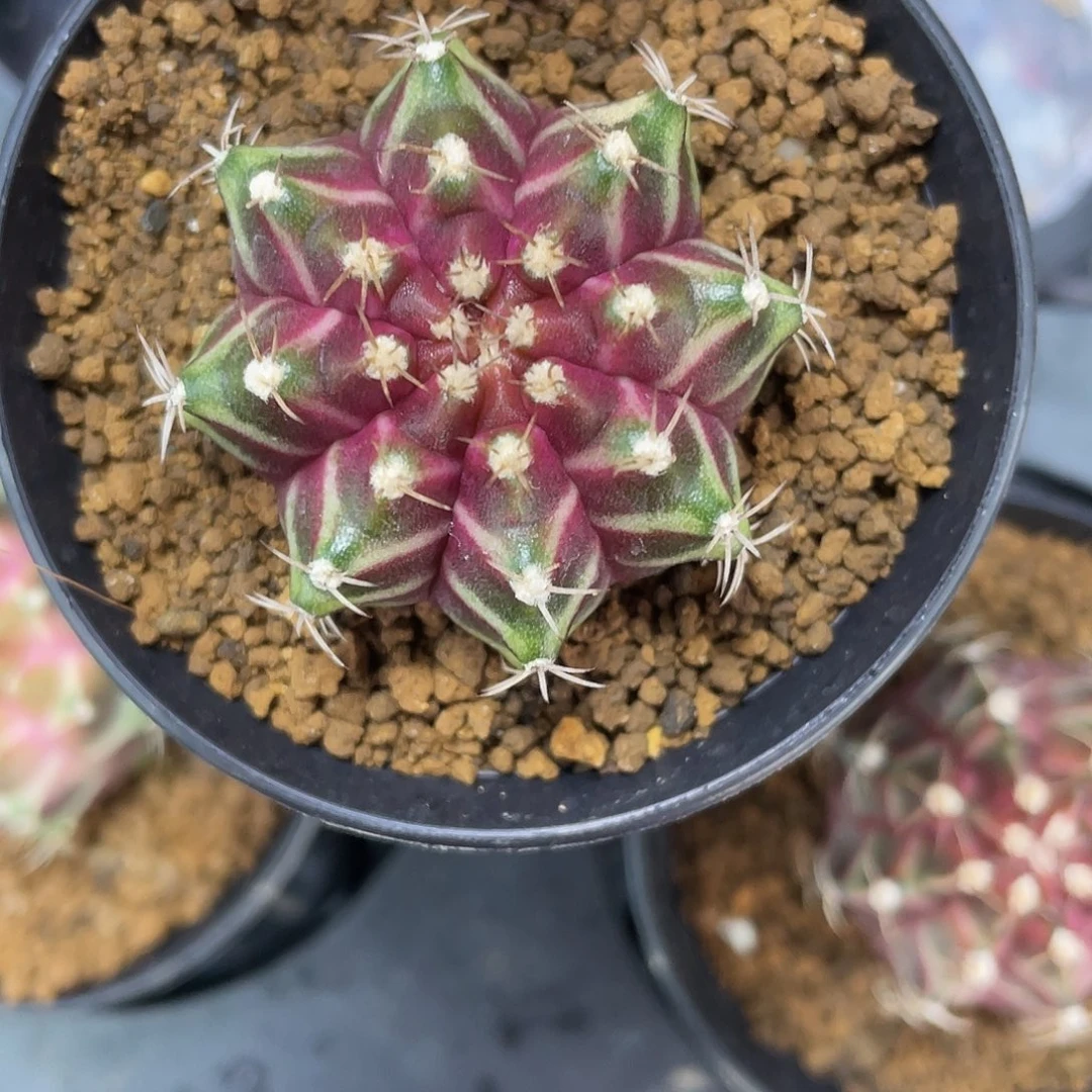 1-67轮回实生3.9厘米