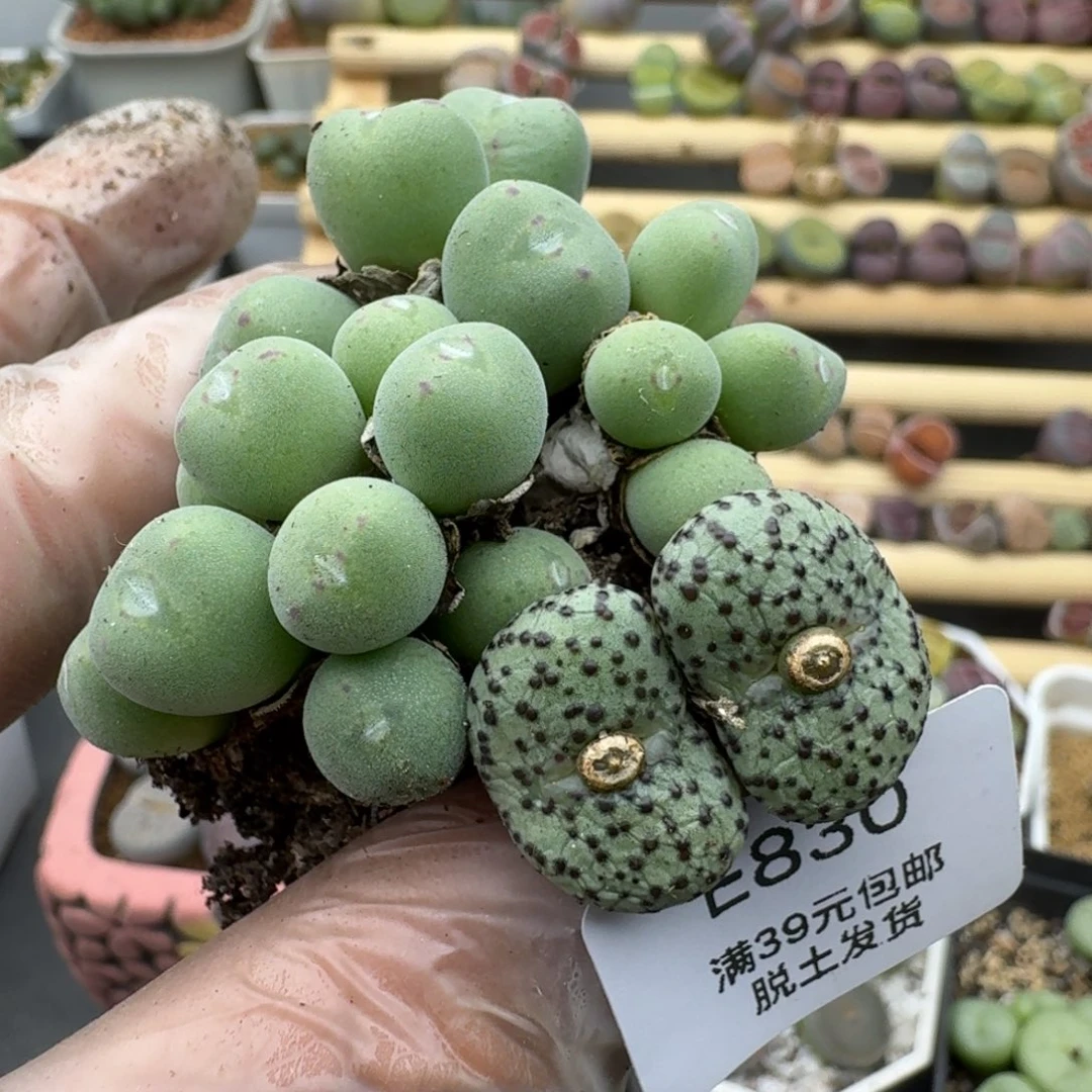 830多肉哈哈哈哈哈哈