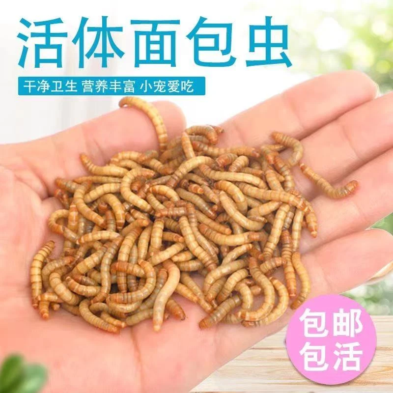 活面包虫黄粉虫乌龟仓鼠蜘蛛蛙八哥鸟等动物活饲料