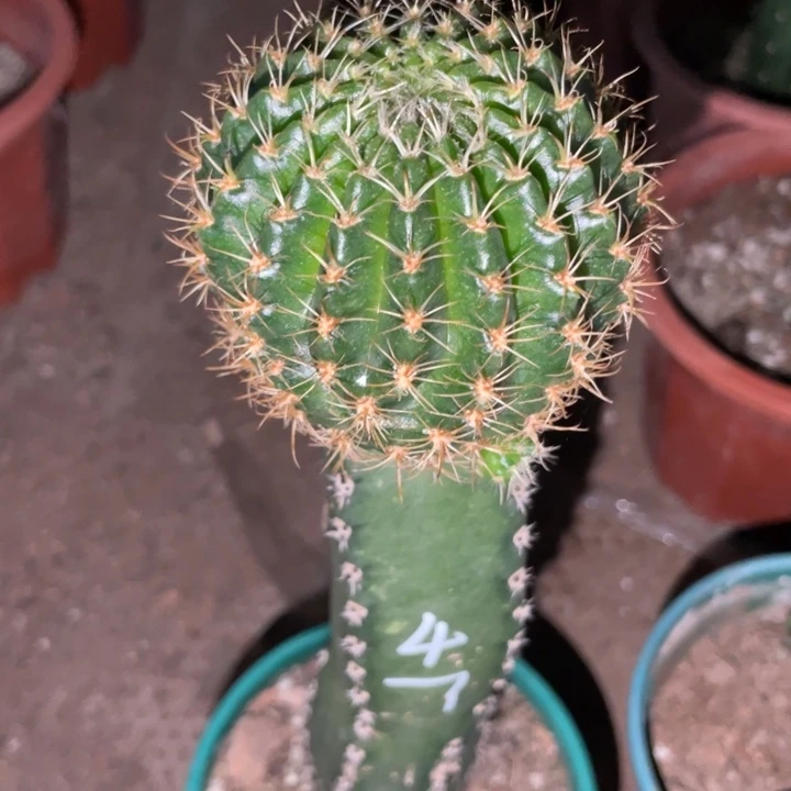 新品进口丽花L47带小侧芽母本一物一拍2