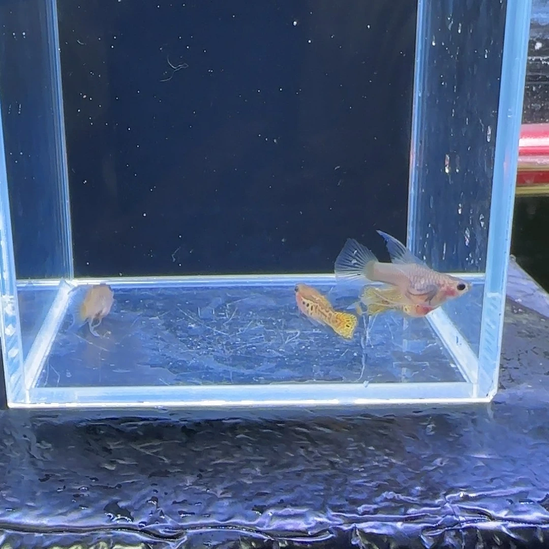 孔雀鱼黑金蕾丝玻璃猫C2对