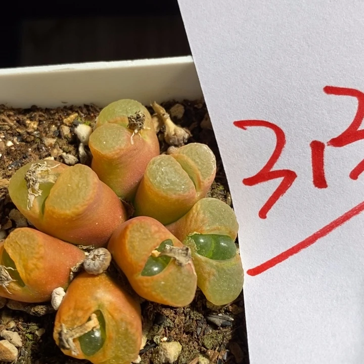 L*?3138一个一个一个