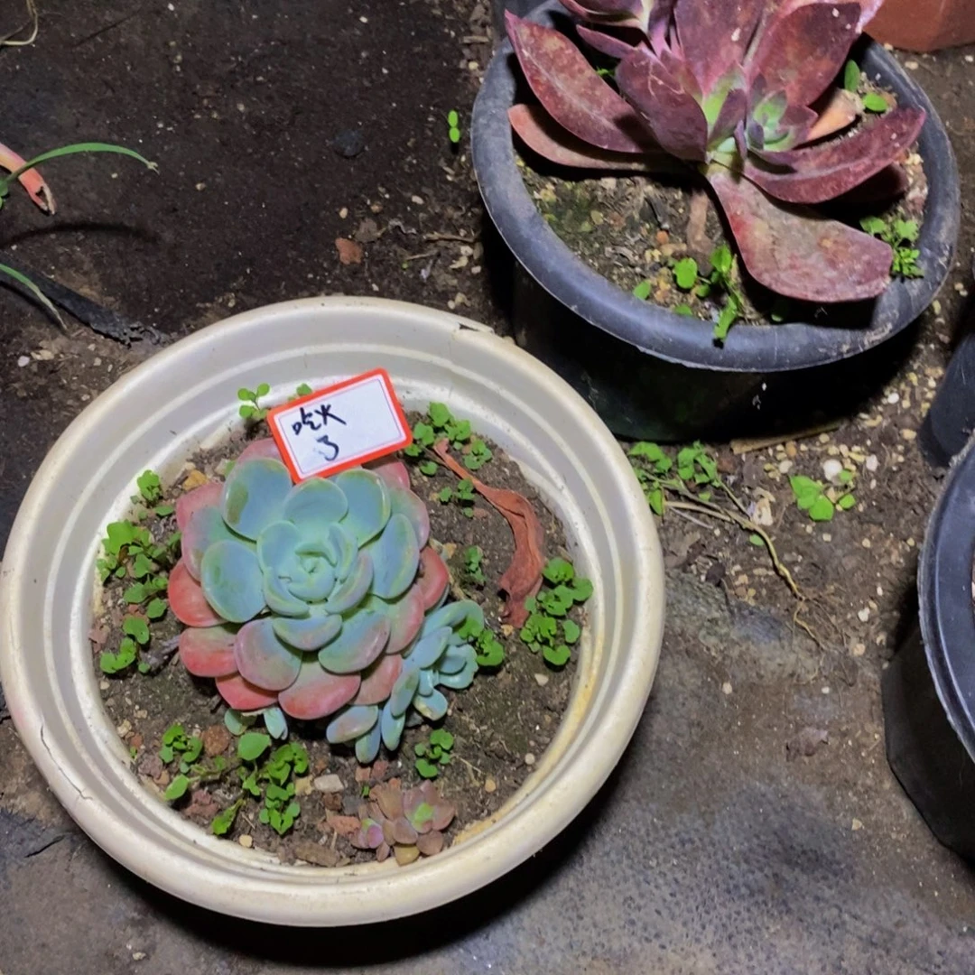 吃****一物一拍一物一拍