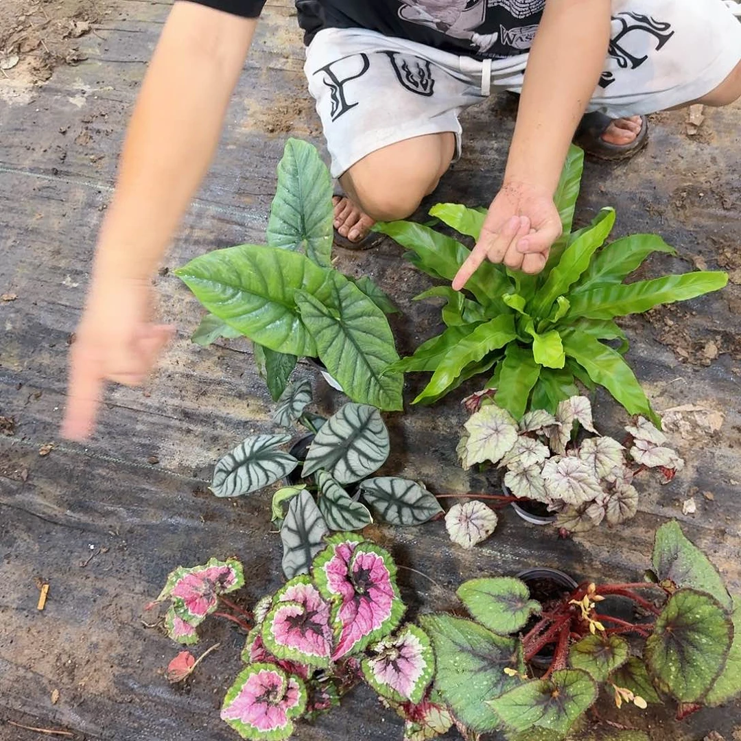 不开花植物一物一拍套餐12