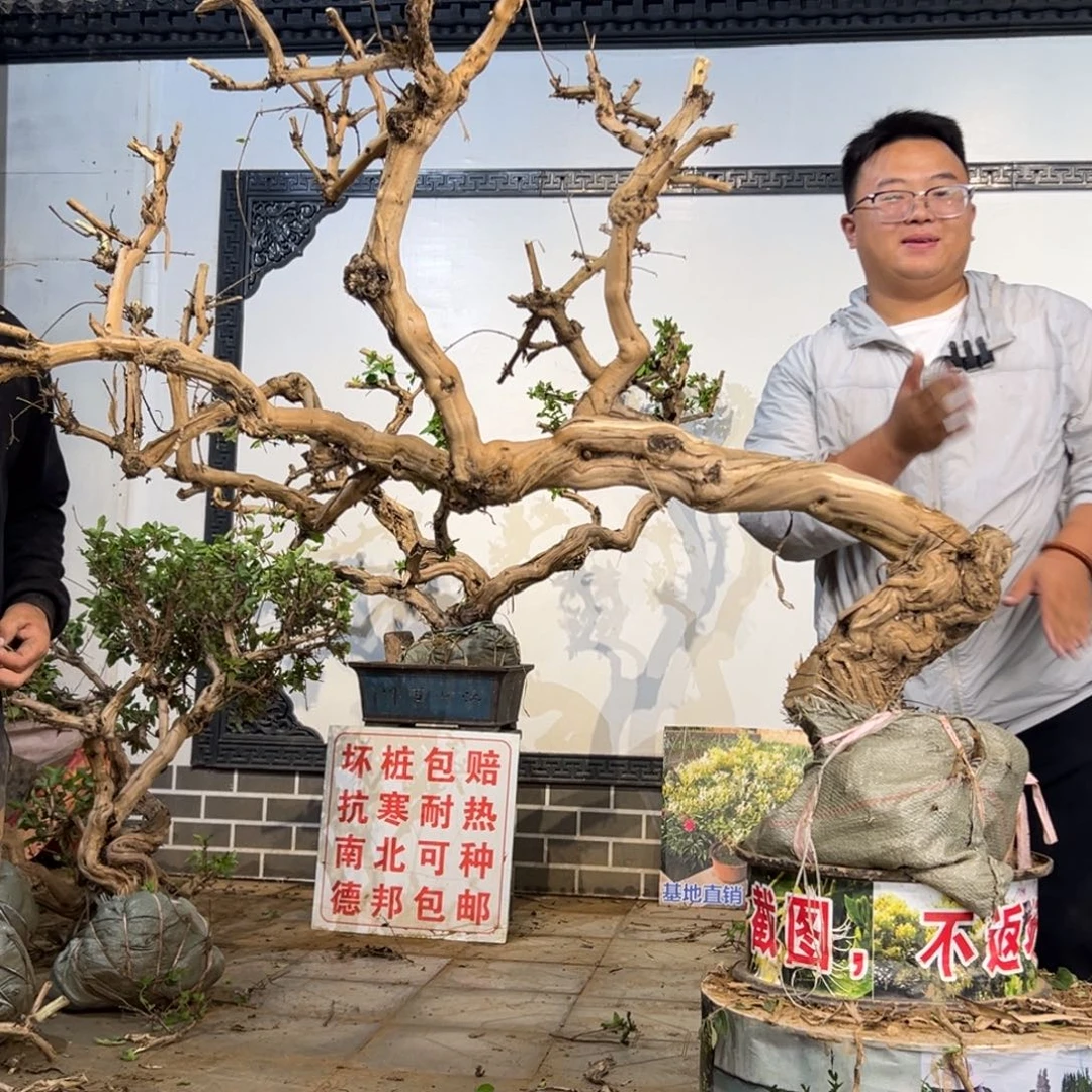 完全开放金银花8888