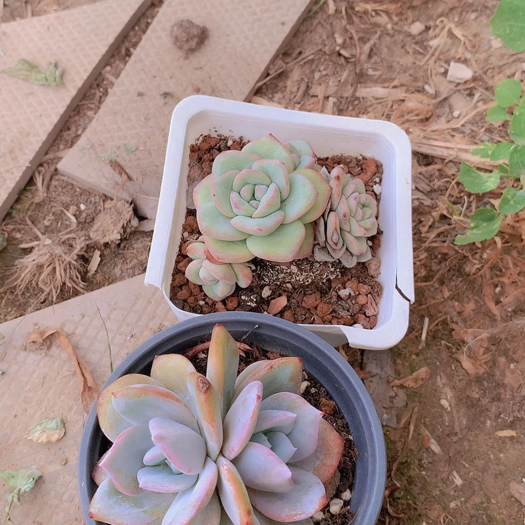 双头奶茶多头泡芙3456778889