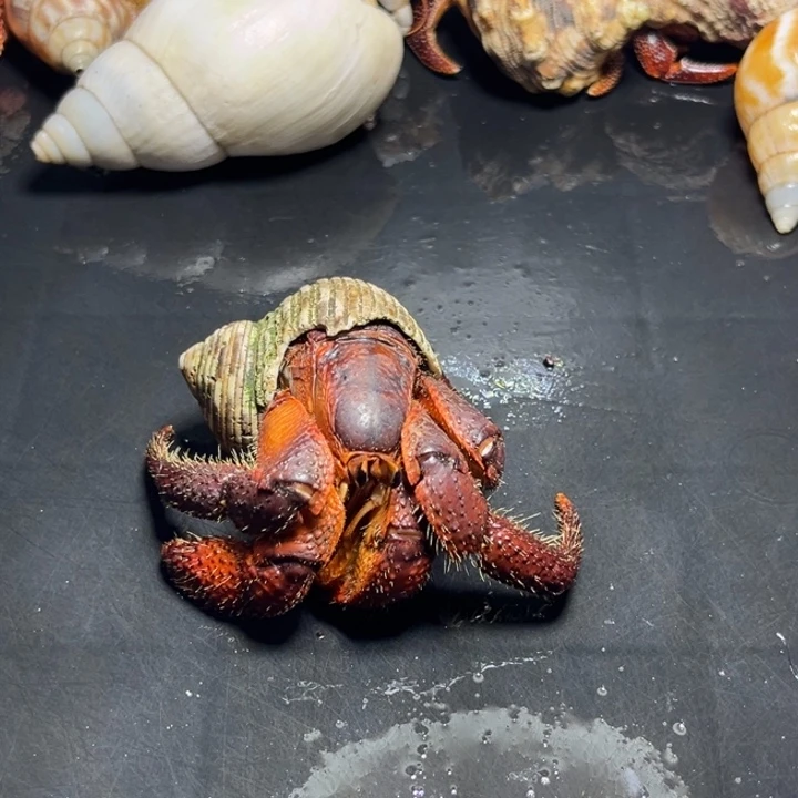 缺腿棘足4.2口径特价