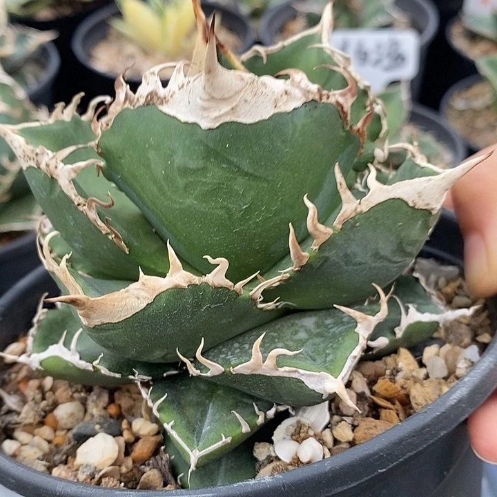 立可白 灯养 龙舌兰潮流植物