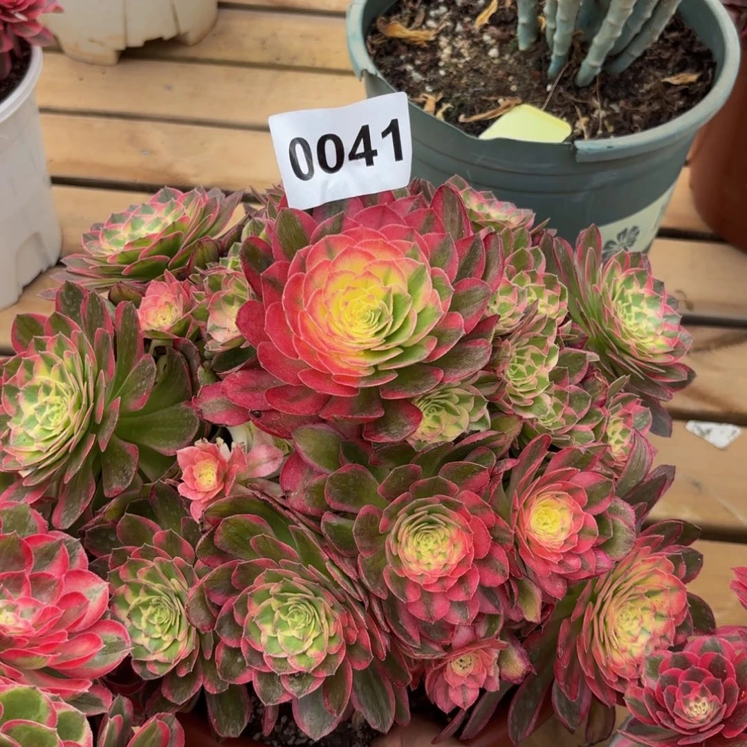 0041多肉植物海鲜