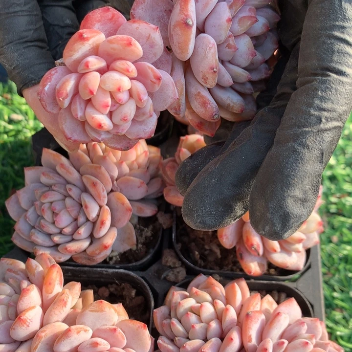 星星橙双头多肉