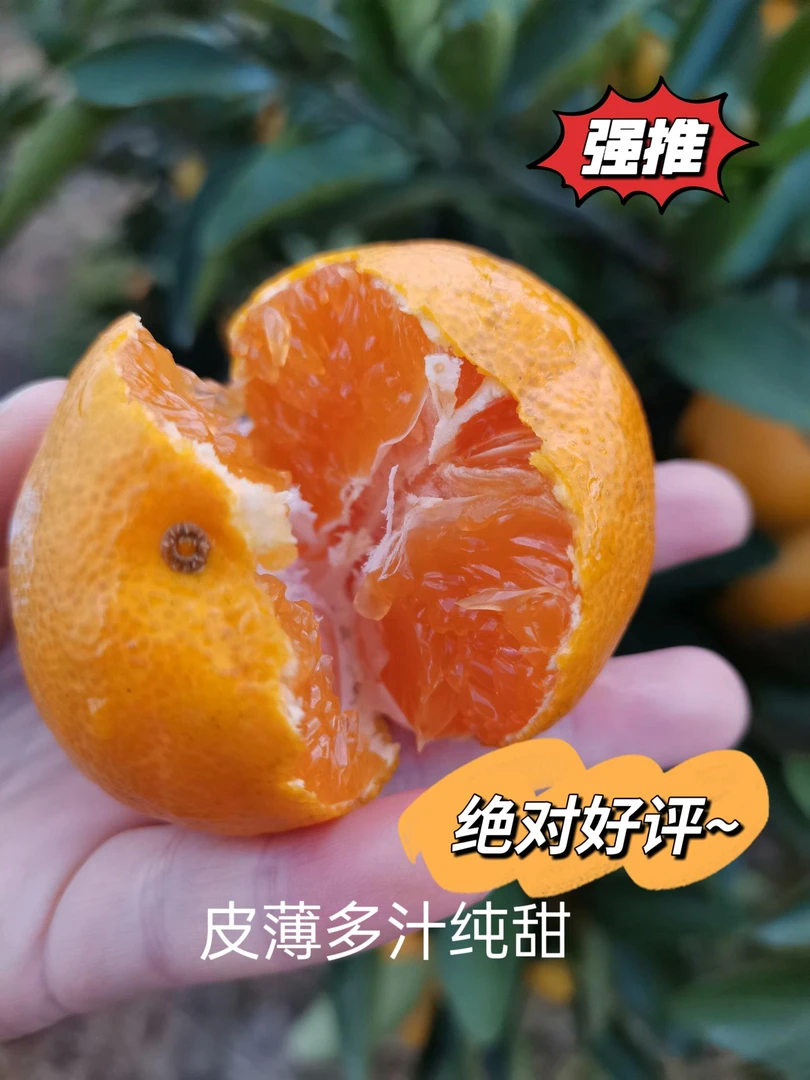 临海高山蜜橘橘子柑桔无核桔子应季当季水果新鲜浙江桔子水果批发