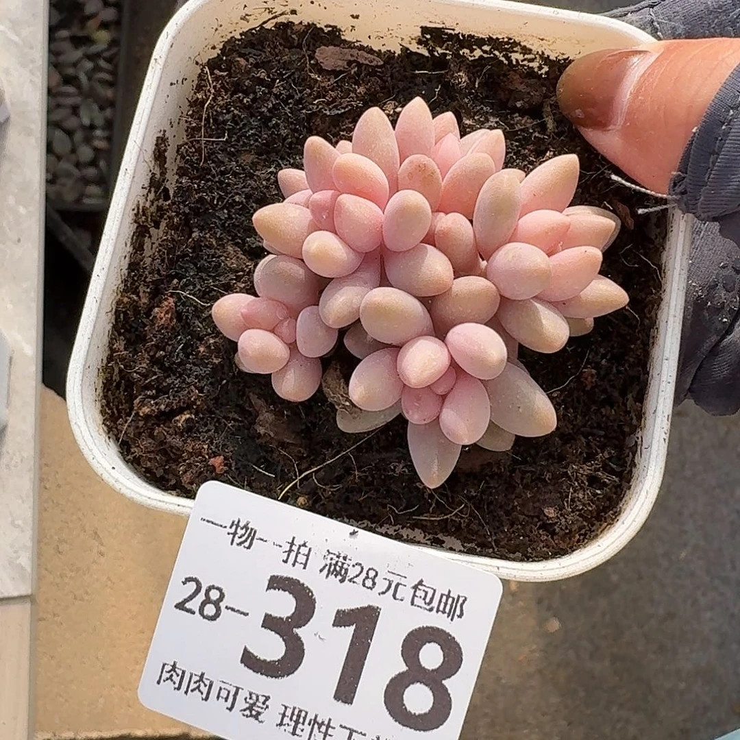 星黛露无盆土发货无