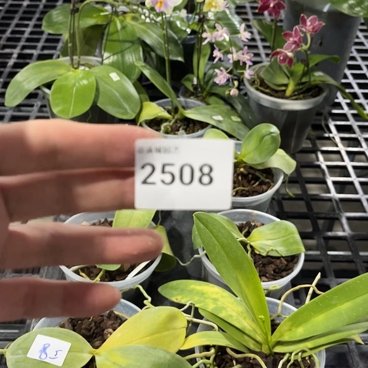 当前无花栽培后可以开花2508 叶黄烂根裸根发货任何理由不包售后