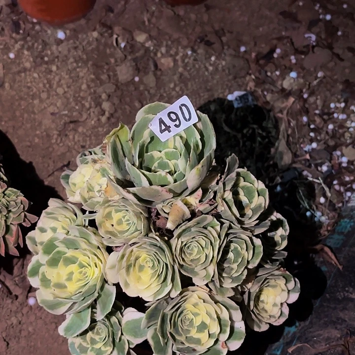 490迈巴赫多肉植物不售后