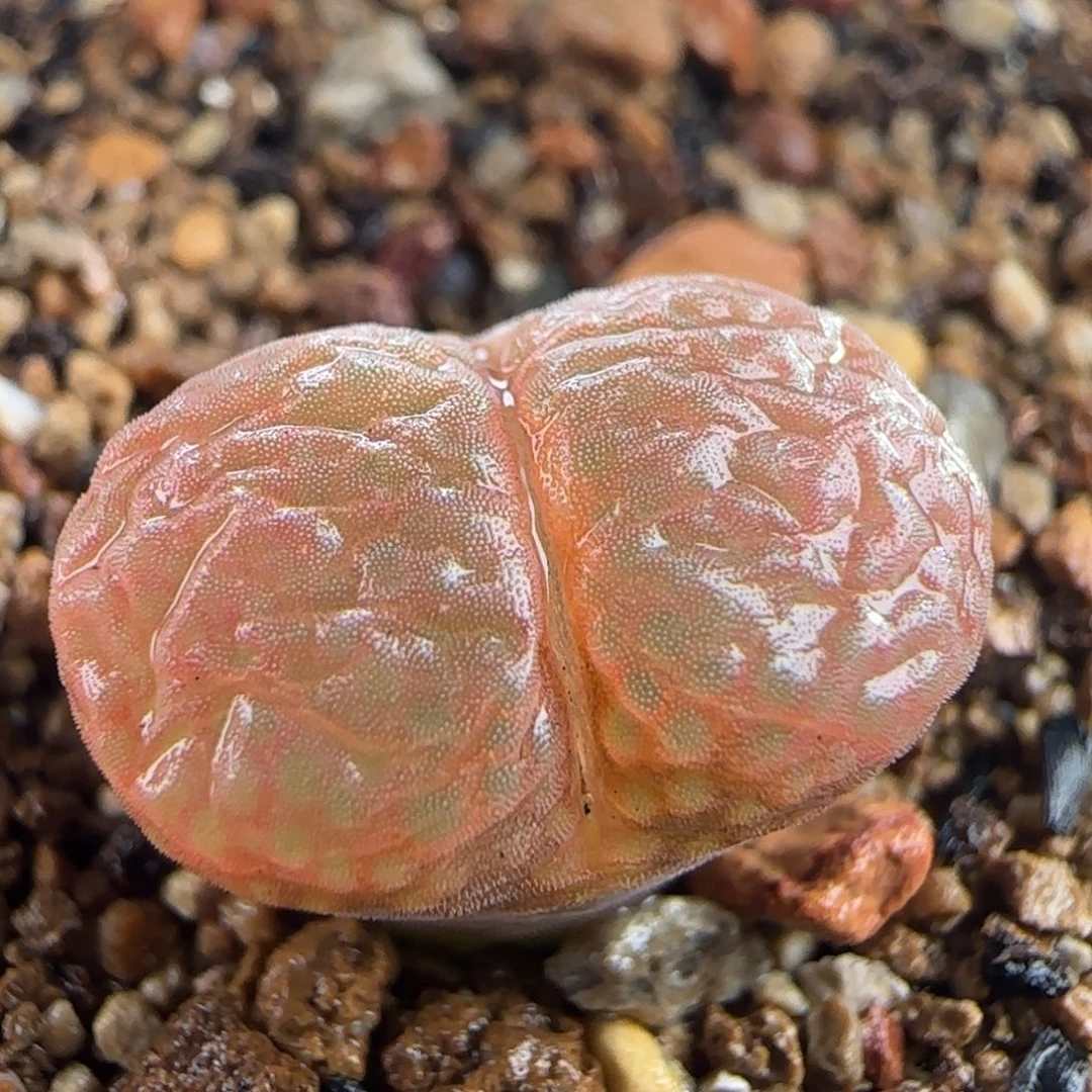 0178/c'm10/两年半/