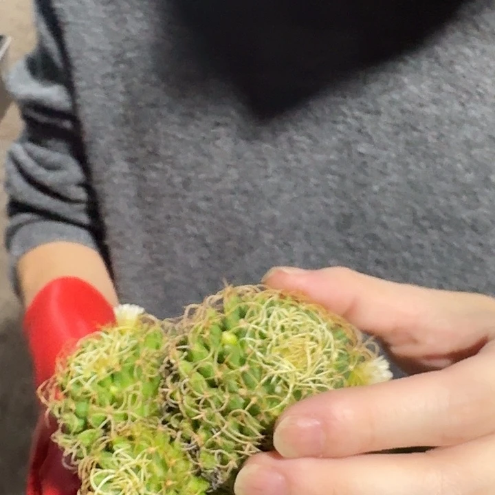 一行园艺【卷刺琴诗】