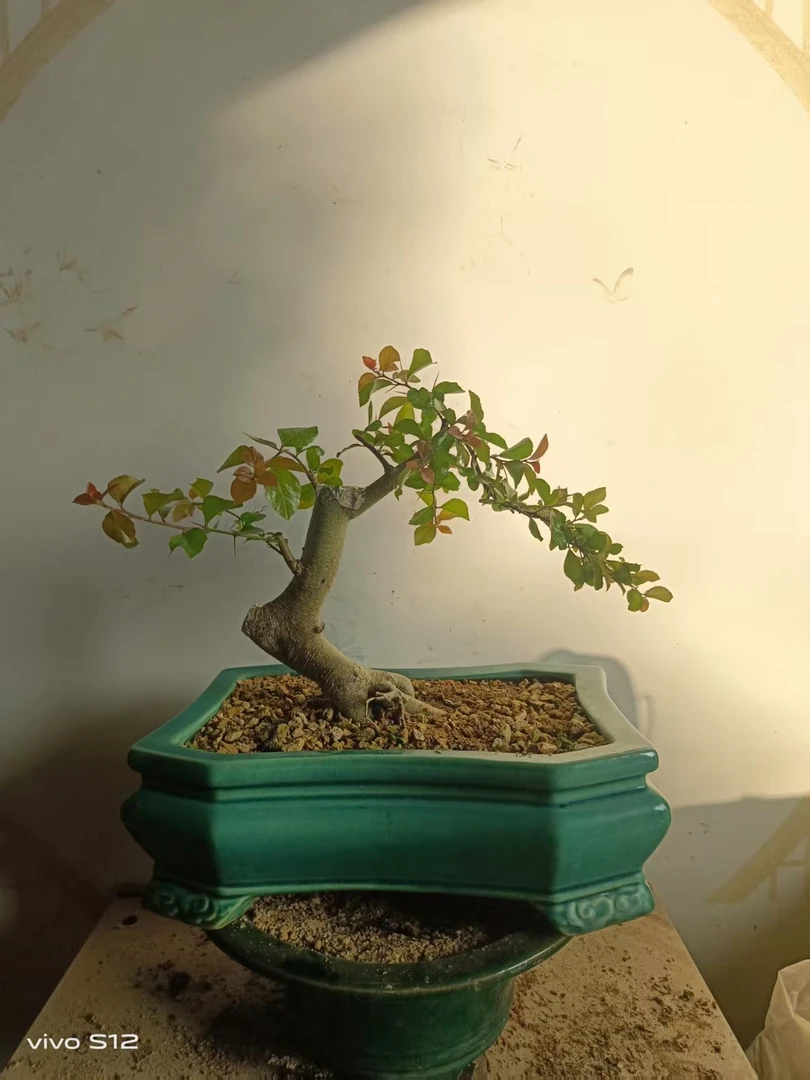 盆景素材308￥-438¥