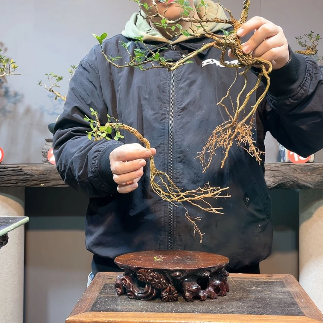 木谦**取海岛黄杨