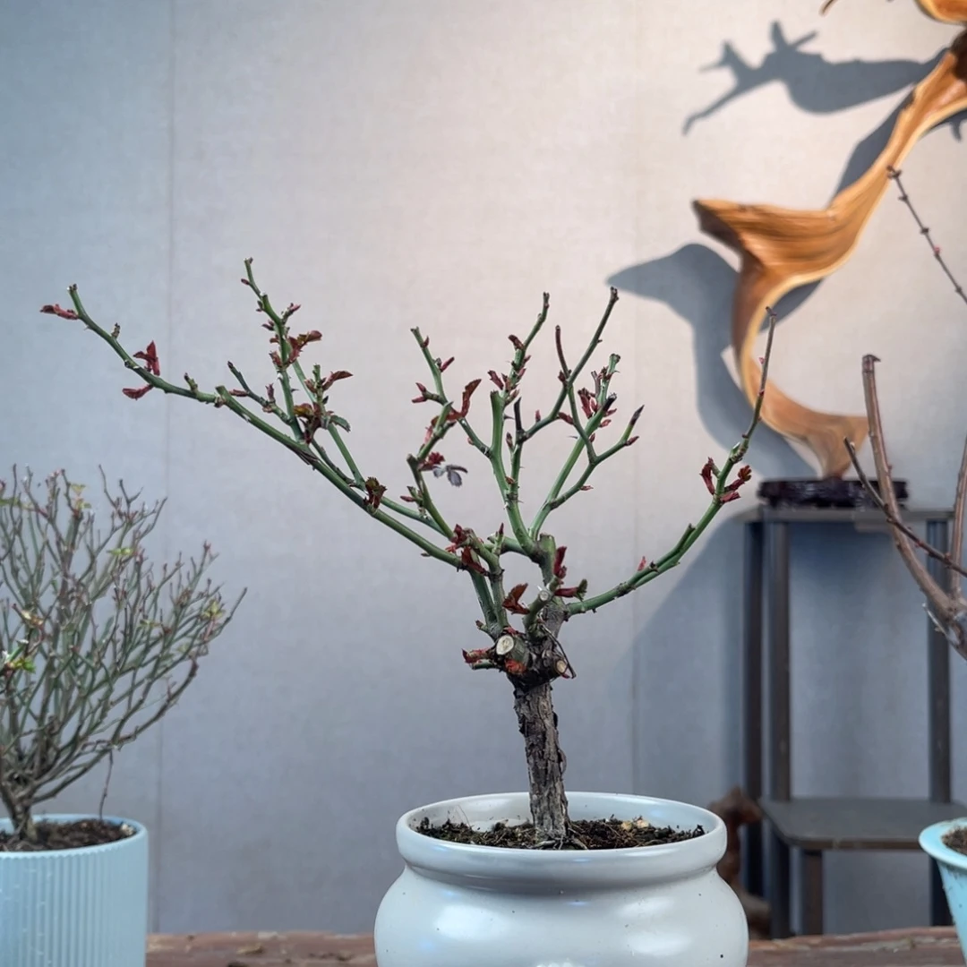 微月季盆景11111正****年