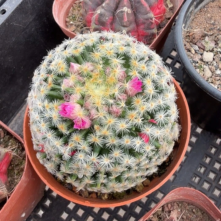 实生大明星单头6仙人球