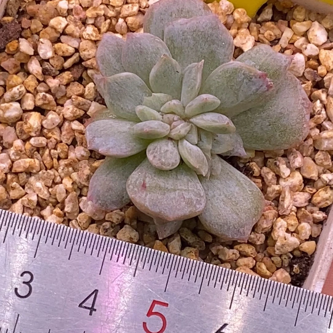 240白恋变异心拉丝石化