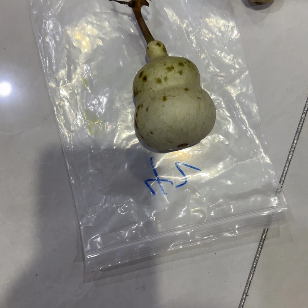 青***雨青皮不包成青皮不包成