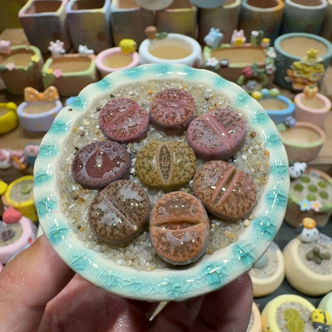 蘑菇1090紫折榴多肉植物