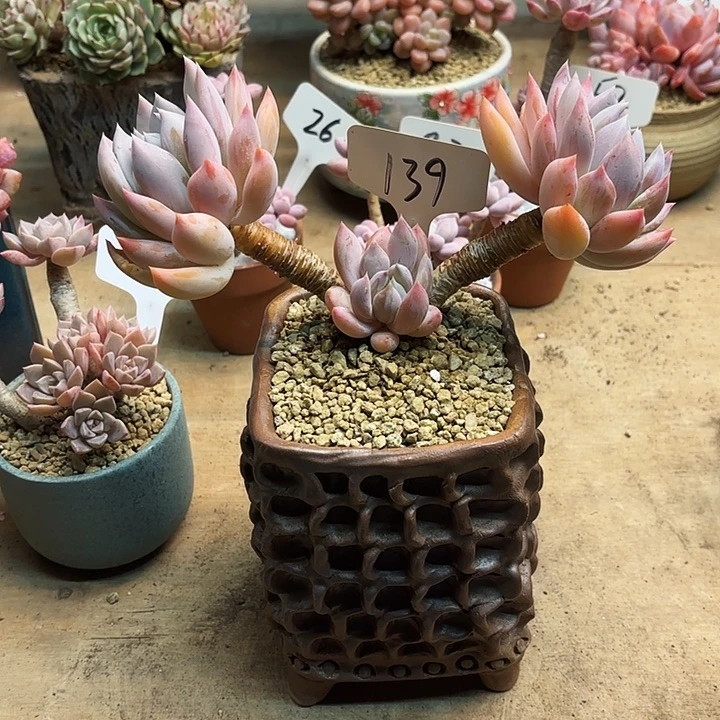 多肉植物，胖美人139号