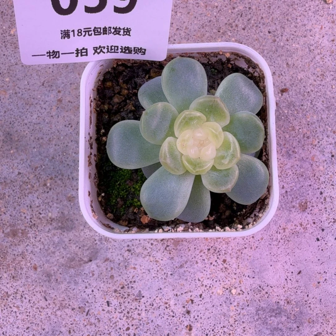心****无尽灯一物一拍059