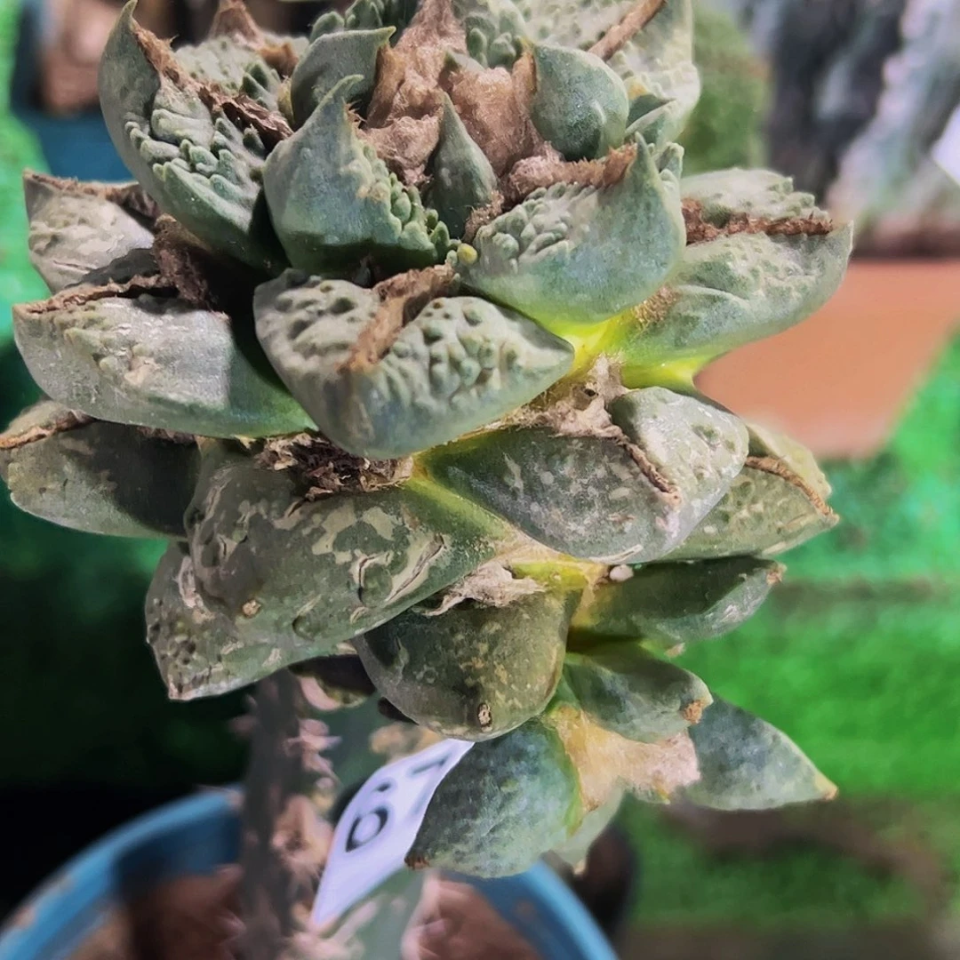 无花朵福利龙芽龟甲牡丹673
