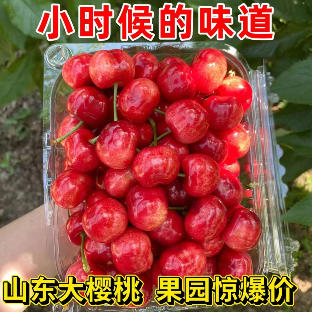 露天山东大樱桃5斤小果车厘子新鲜水果当日采当日发【空运包邮】