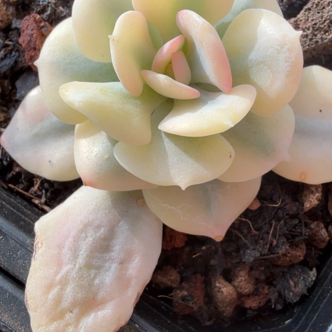 雪精灵锦多肉锦植物