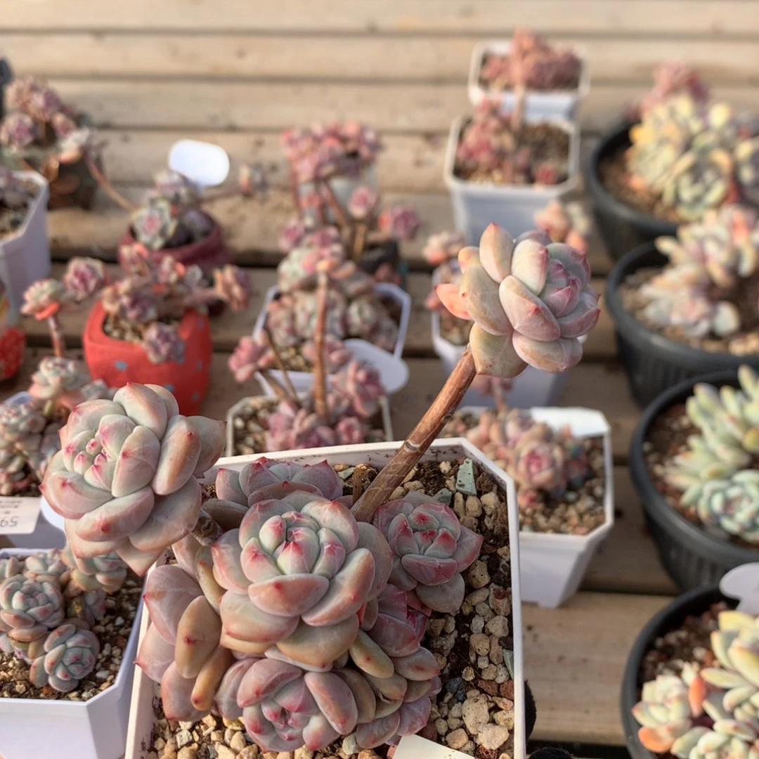 13.5厘米九头有砍油脸石榴籽 小脸 5565