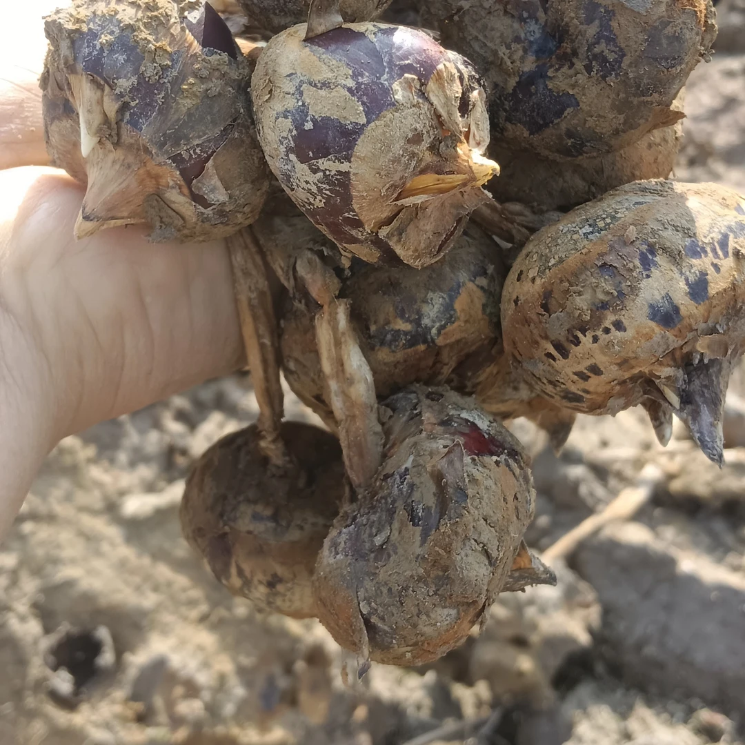 广西新鲜马蹄水果马蹄桂林马蹄荔浦马蹄