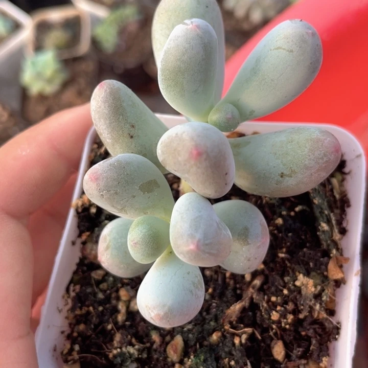 米可奶双头随机发满18包邮