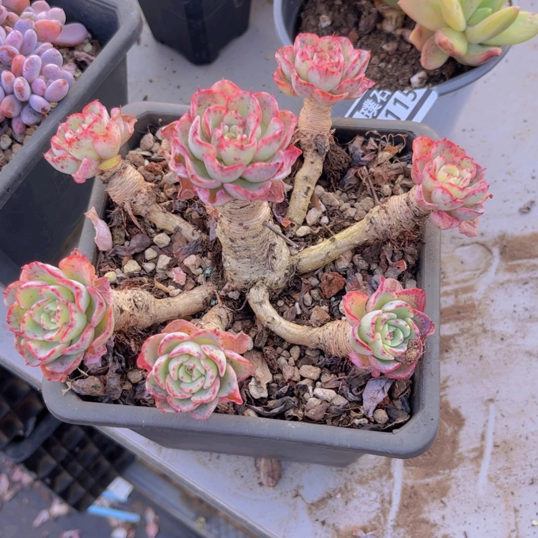 七福美尼04116多肉植物