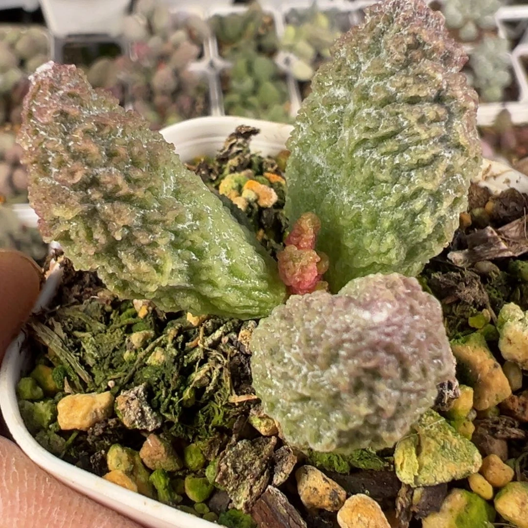 实生新品多肉植物水泡实生新品