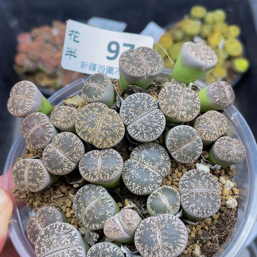 9700000000花花怪他花花花花
