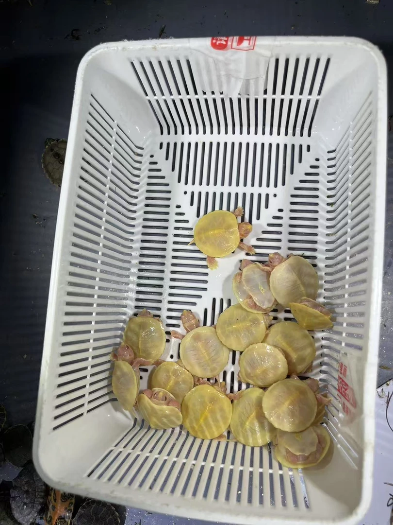 金粉龟龟拍单链接