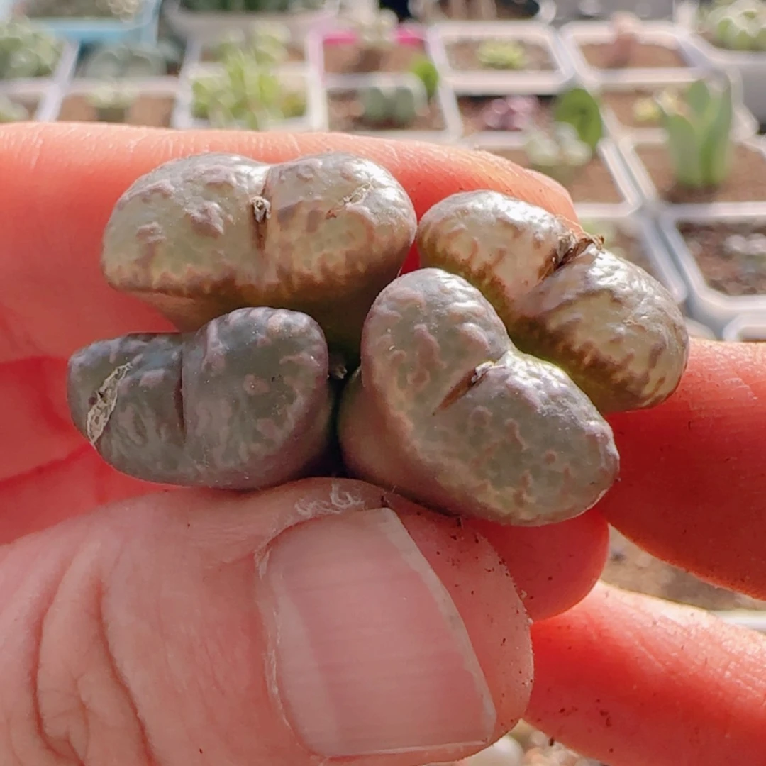 【闪购商品】X****狗21120